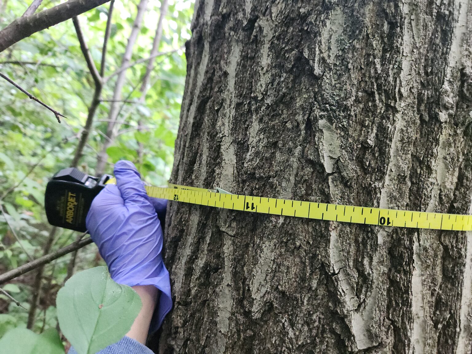 Measuring the diameter of a standing tree