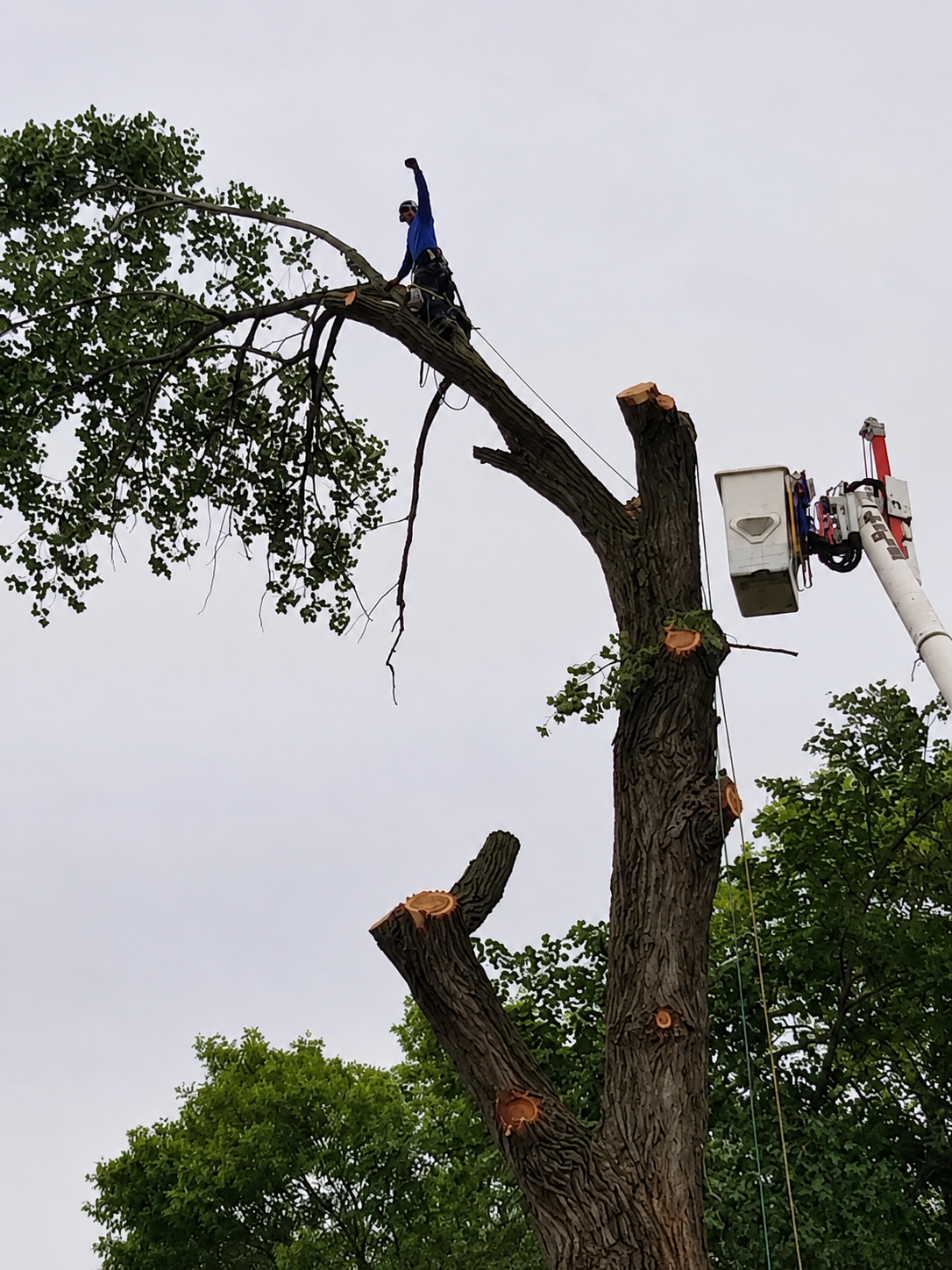 Tree worker on a large limb beside a bucket lift