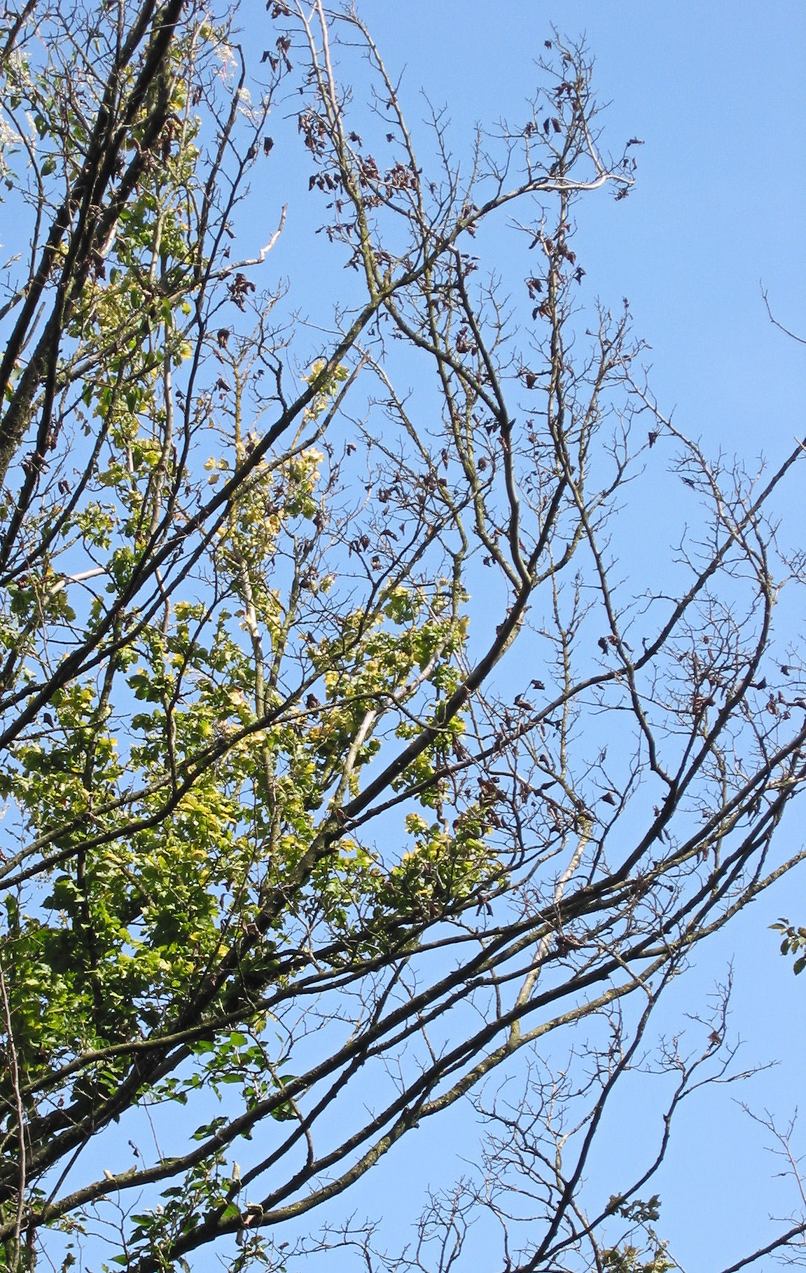 Elm canopy with green foliage and numerous bare or browning branches