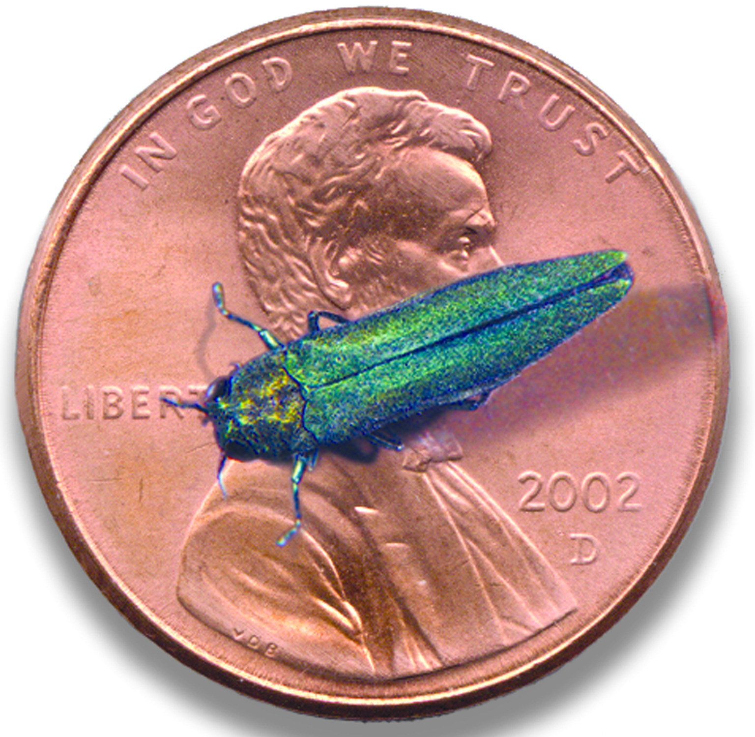 Metallic green adult emerald ash borer on a penny for scale