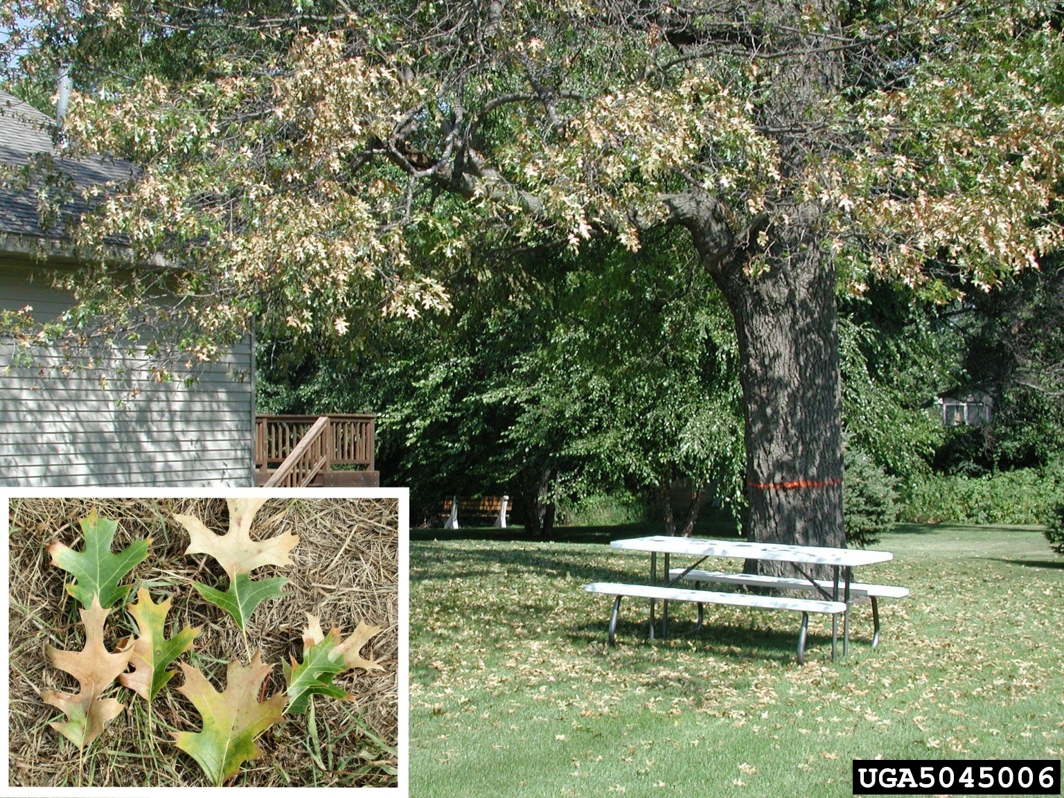 Oak with browning foliage and inset showing fallen leaves with brown areas and green centers