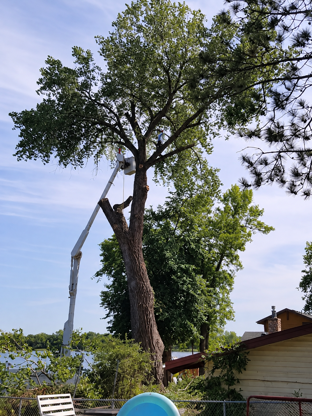 Bucket lift alongside a tall tree, showing tree-access equipment